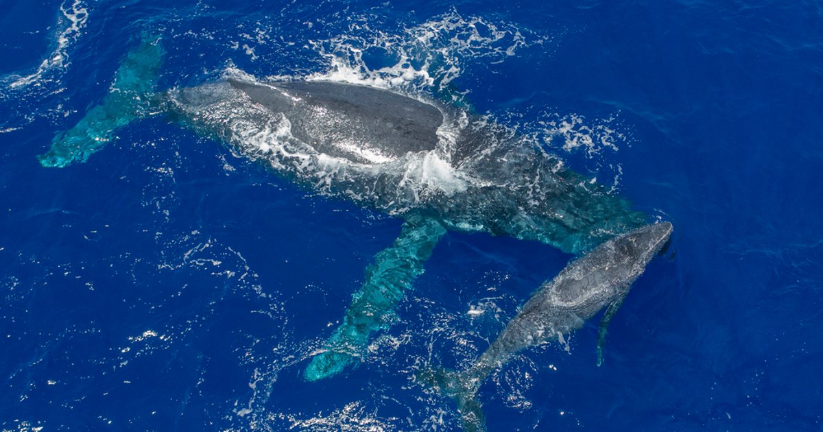 اصطدام متزلج شراعي بحوت في عرض البحر