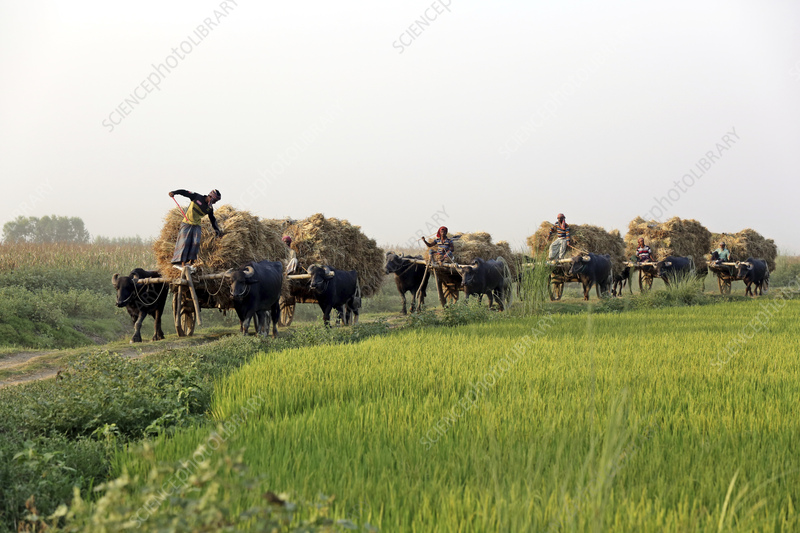 أمطار غزيرة تهدد حصاد الأرز في بنغلاديش