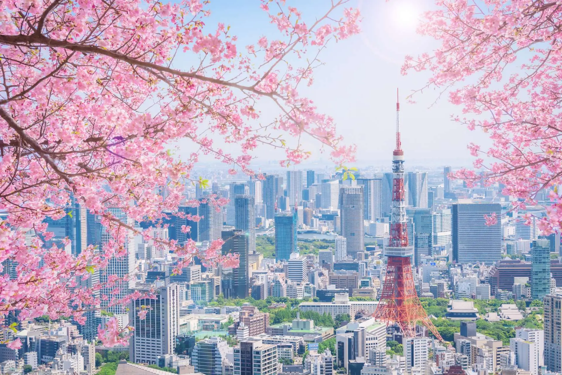 Blooming Spring Flowers Around the World