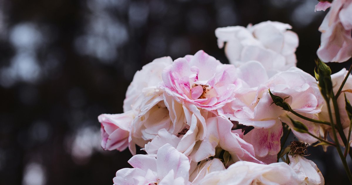 Taif Rose Harvest Reaches Record Surplus