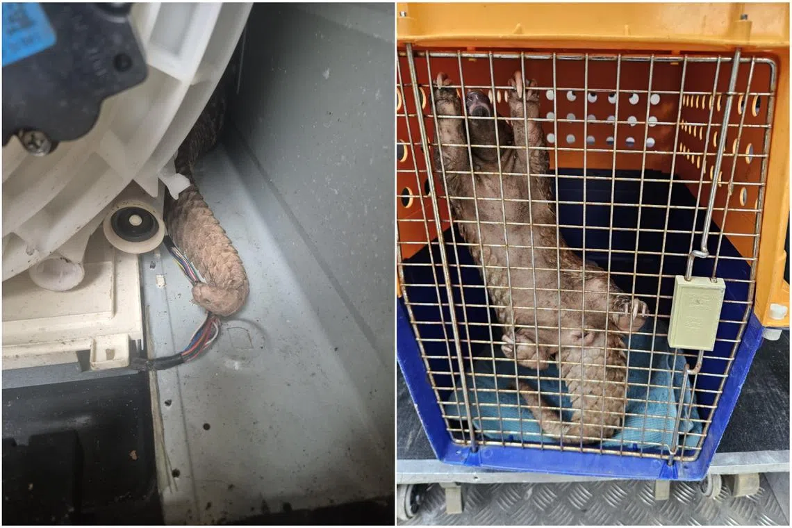 Rescue Endangered Pangolin in Singapore