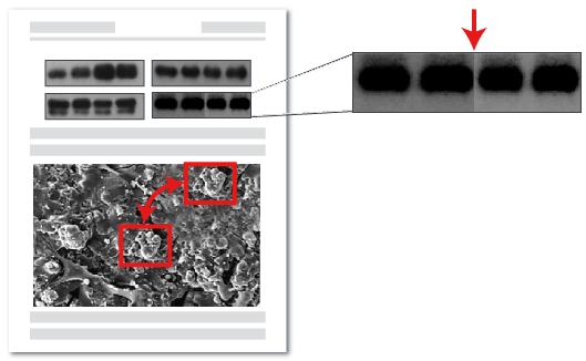 الكشف عن تلاعب الصور الرقمية باستخدام الرياضيات
