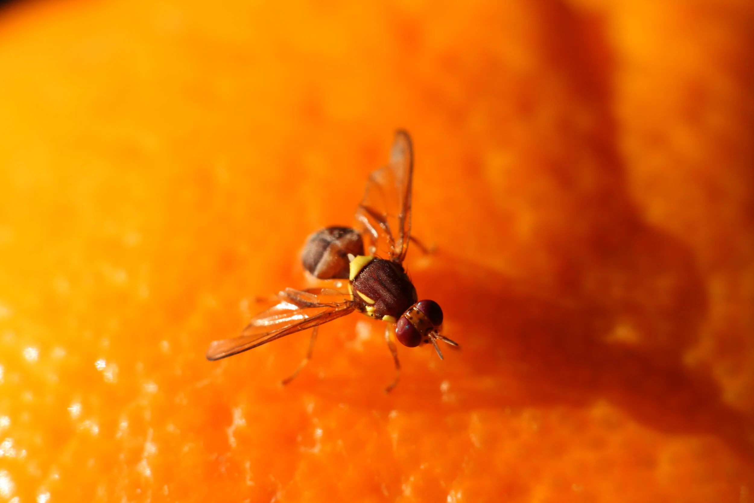 تأثير السكر على الذاكرة لدى ذباب الفاكهة