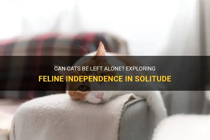 دراسة تكشف عن قلق القطط عند تركها وحدها