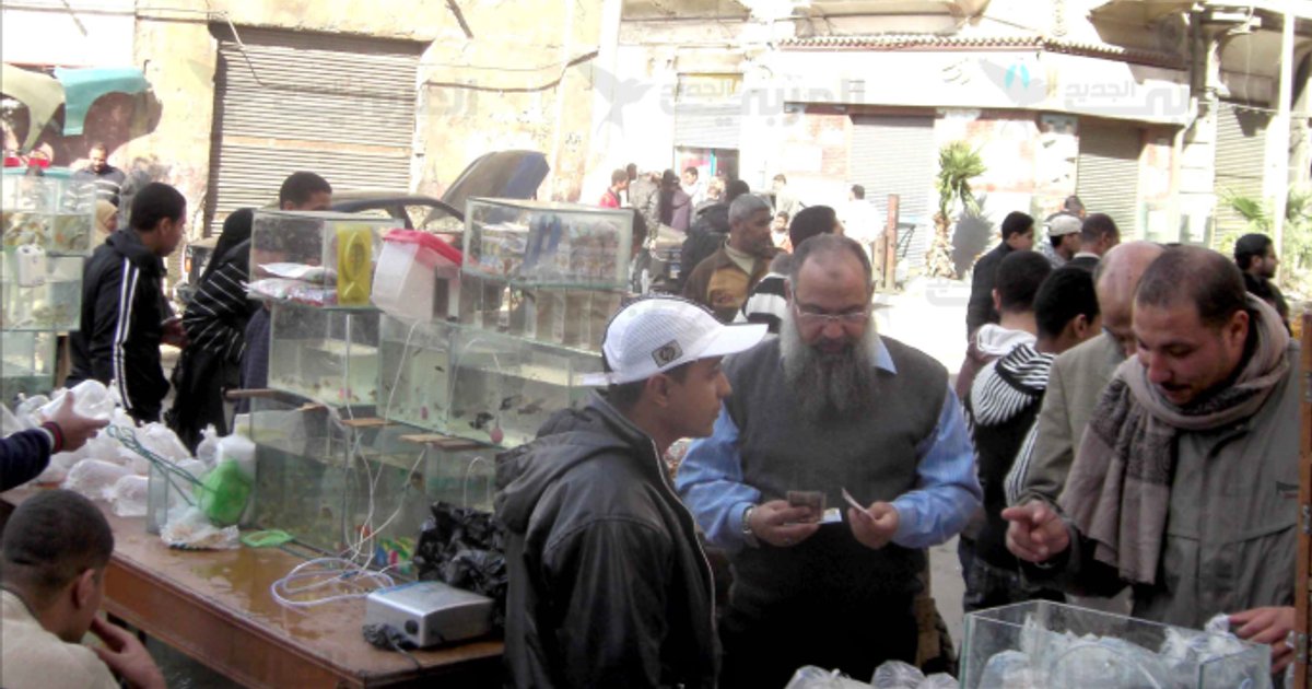 Marché des animaux de compagnie à Alexandrie et économie informelle