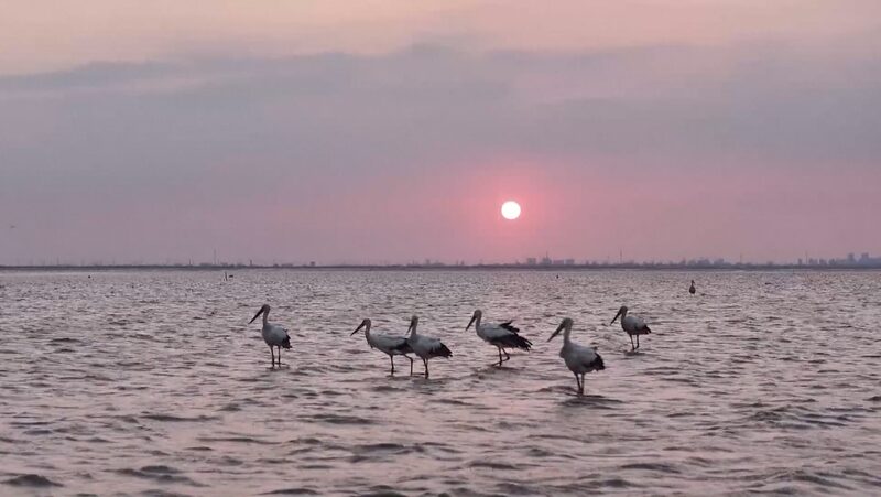 Migratory Birds Arrive in China, Reflecting Environmental Success