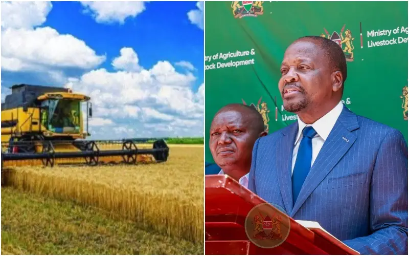 Gouvernement : achat de 120 000 tonnes de blé stratégique