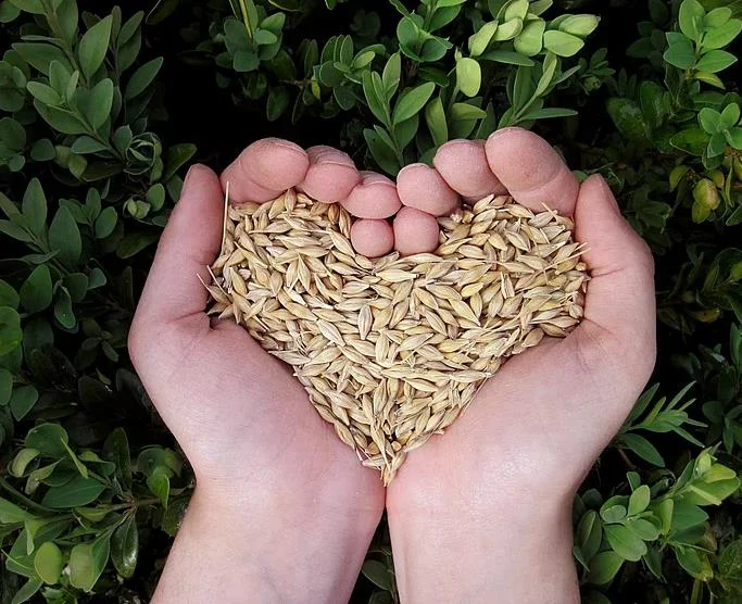 زيادة سعر توريد القمح المحلي في مصر إلى 2500 جنيه