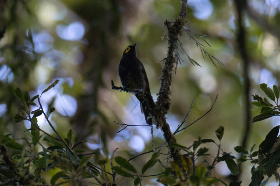 راقص الطيور باروتيا أرْفاك في بابوا الغربية