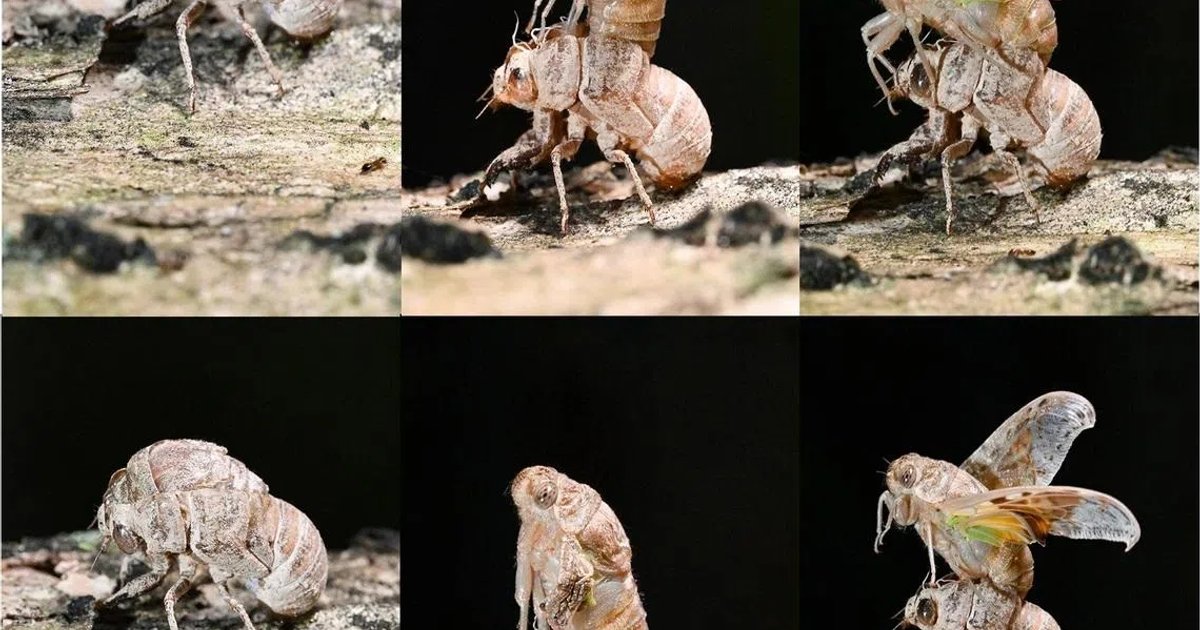 Découverte de cafards à Tembins Changkat