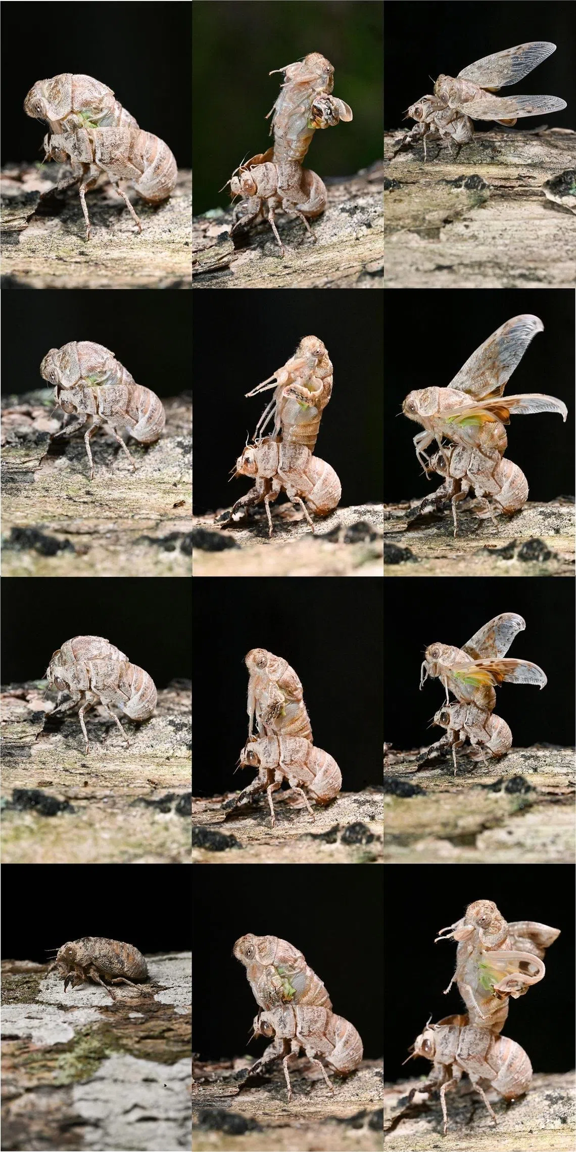 اكتشاف حشرات صرصور في تمبينس تشانغكات