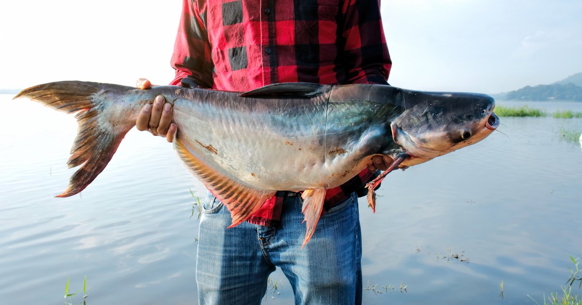 رجل يصطاد أضخم سمكة مياه عذبة تزن 300 كيلوغرام