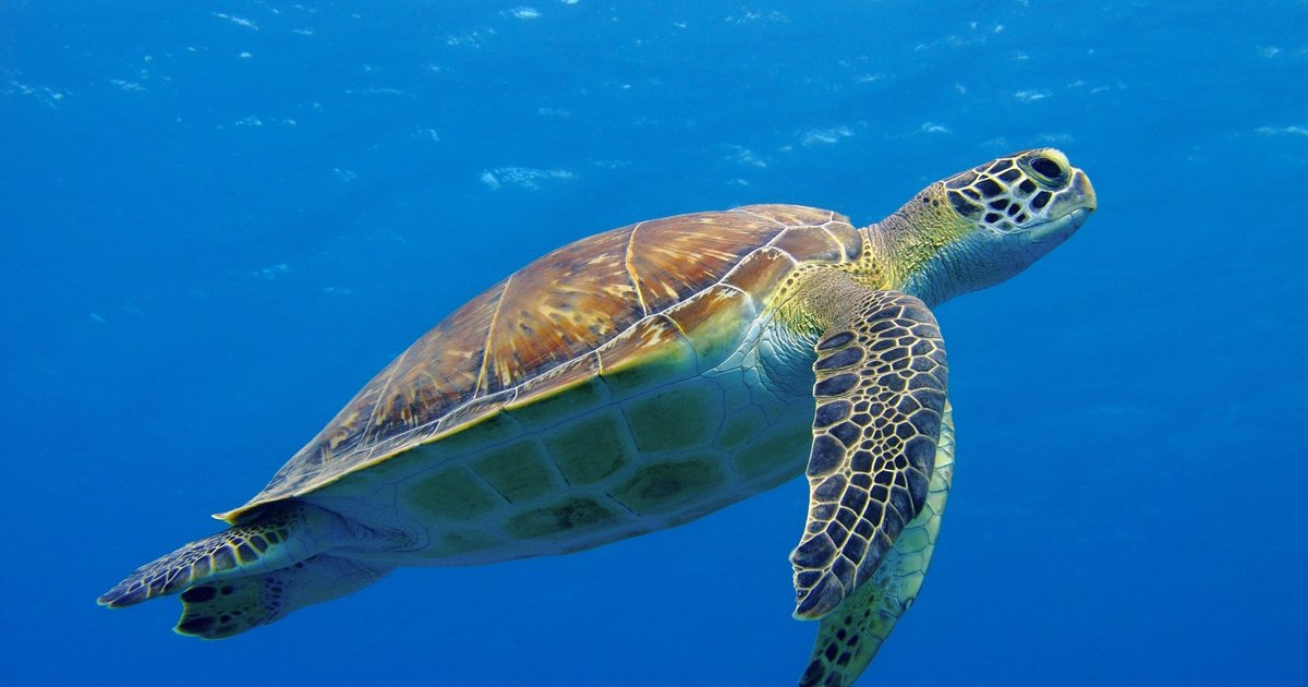 اكتشاف سلحفاة بحرية عملاقة في مصر قبل 68 مليون سنة