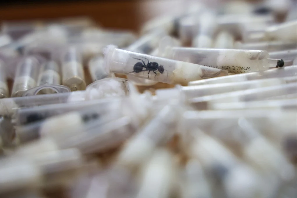 Trafic de fourmis en Afrique de l'Est et son impact environnemental