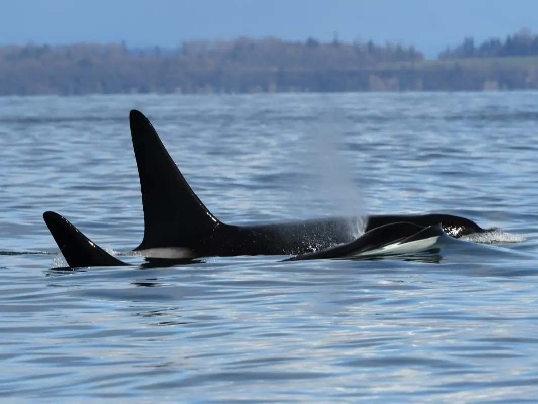 زيارة أسود البحر في سياتل