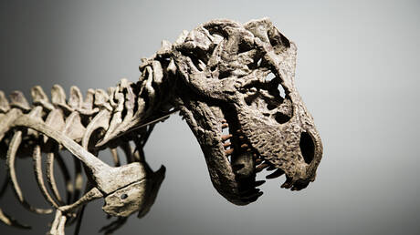 Neuer Dinosaurier in Südkorea entdeckt