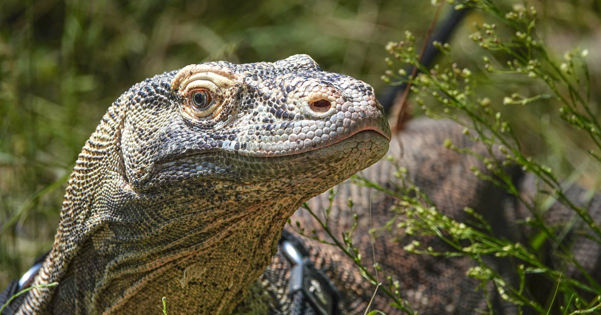 Indonésie et Japon : Accord pour la conservation du Komodo