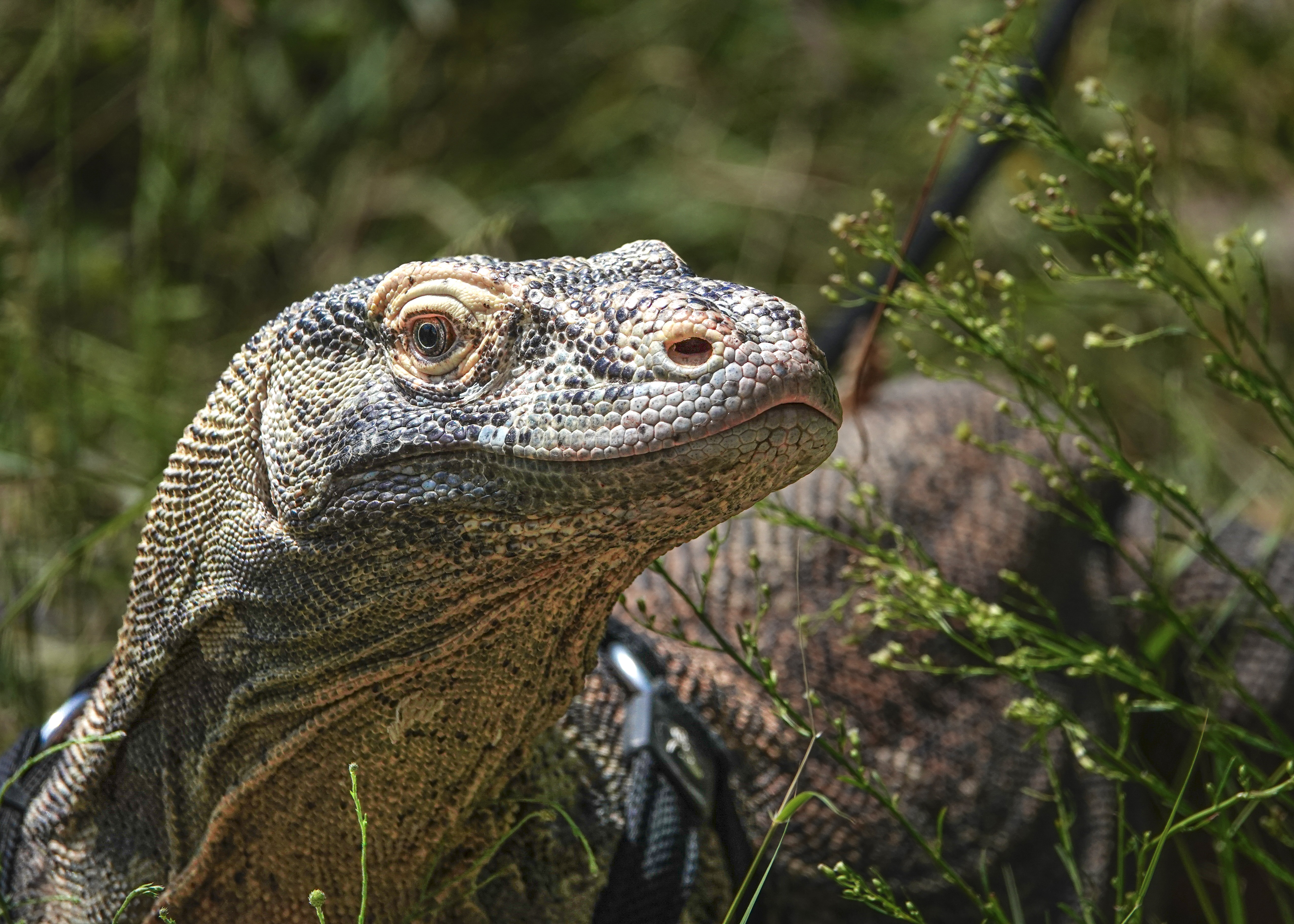 Indonésie et Japon : Accord pour la conservation du Komodo