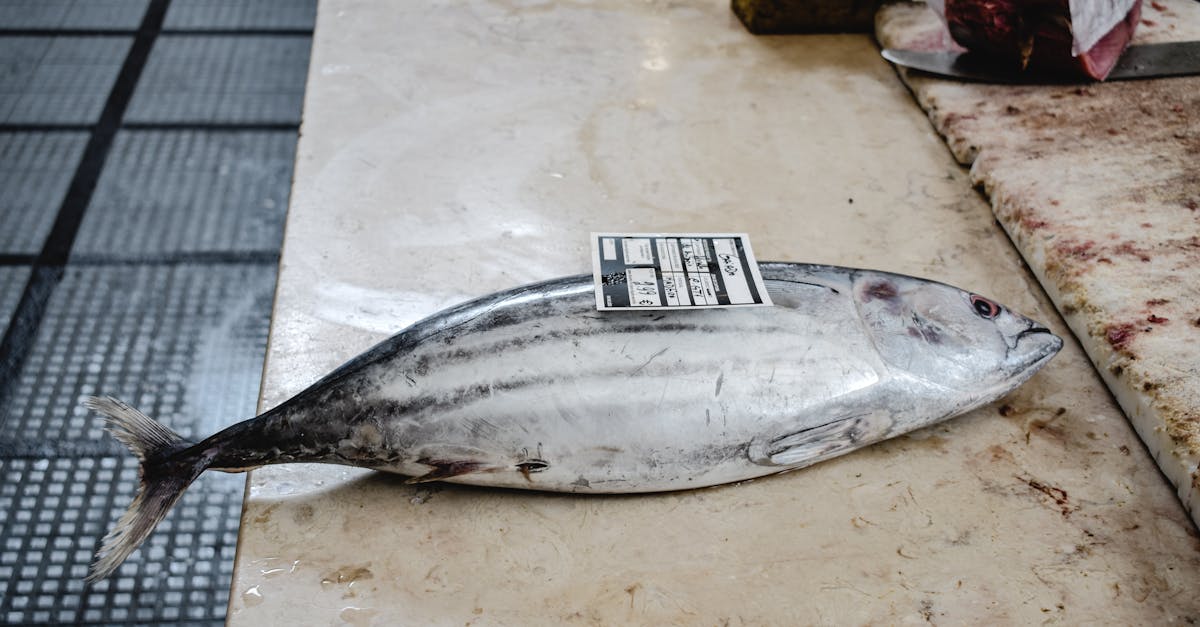 أسعار السمك البوري والبلطي في مطروح اليوم