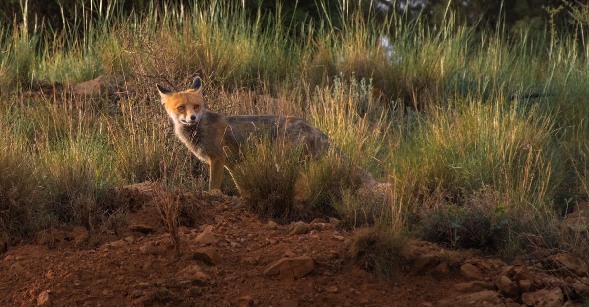 تصاعد التوتر في الشرق الأوسط: الكرملين يرد على ترمب
