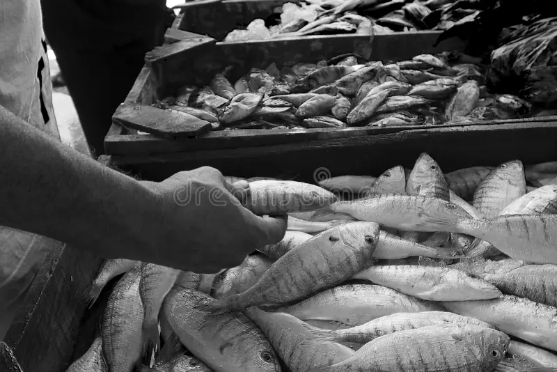 Stabile Fischpreise in Matruh am 29. März 2026