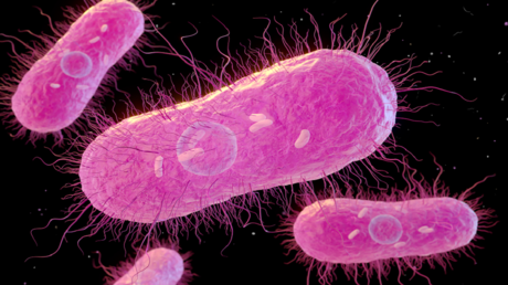 تفشي السالمونيلا في الولايات المتحدة بسبب الدواجن