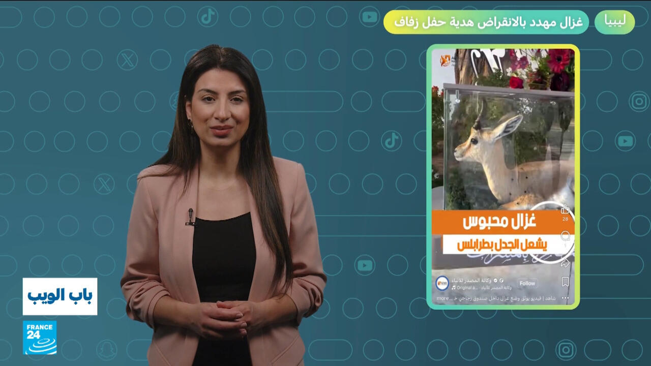 Seltenes Wildtier als Hochzeitsgeschenk in Libyen