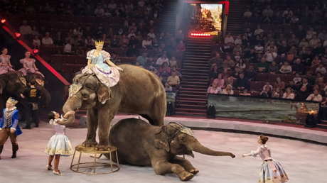 سيرك موسكو الكبير يقدم عرض "بياض الثلج" الفني