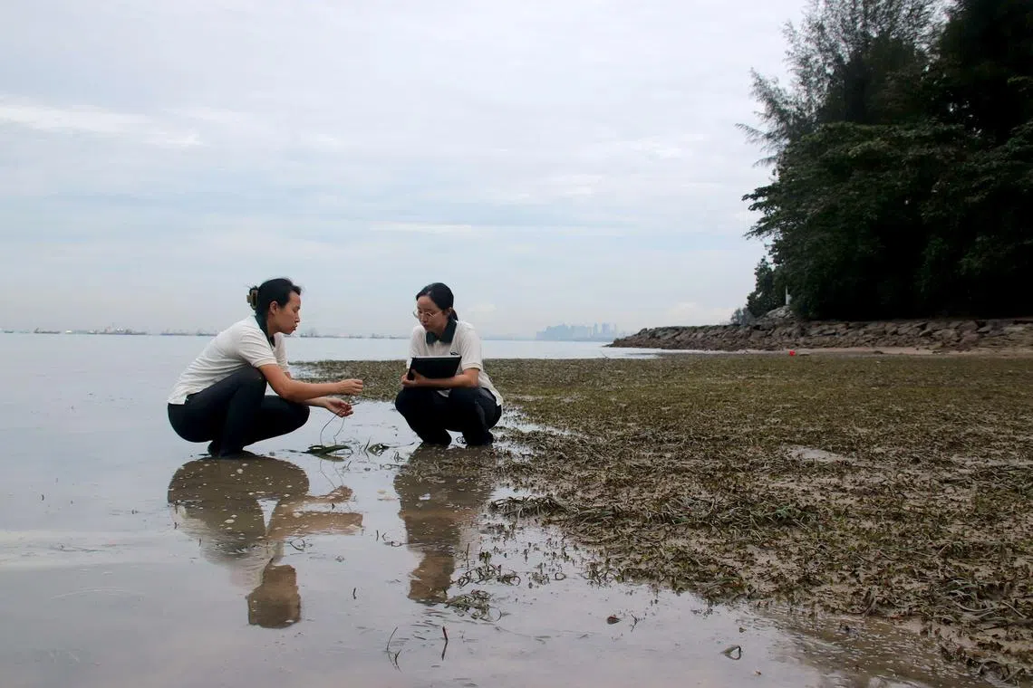 الكربون الأزرق في جنوب شرق آسيا: ثروة مهدورة