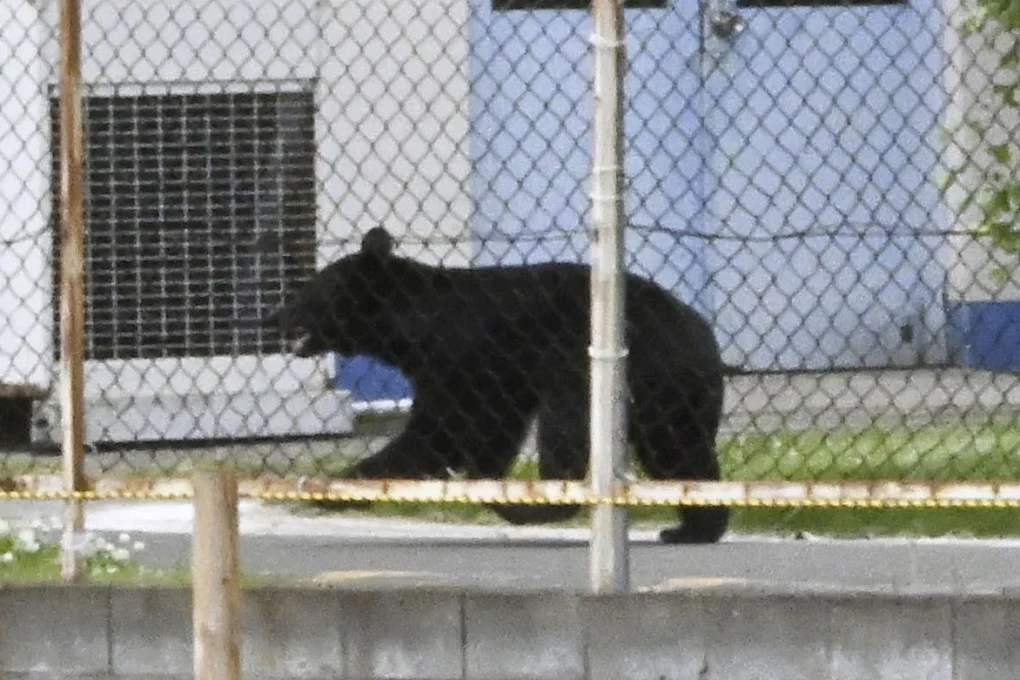 Fermeture d'écoles au Japon à cause d'un ours enragé