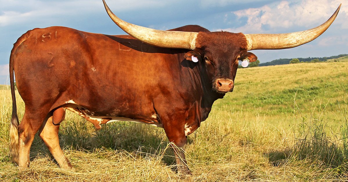 Bull Plowing in Al-Hasher Mountains: A Cultural Heritage