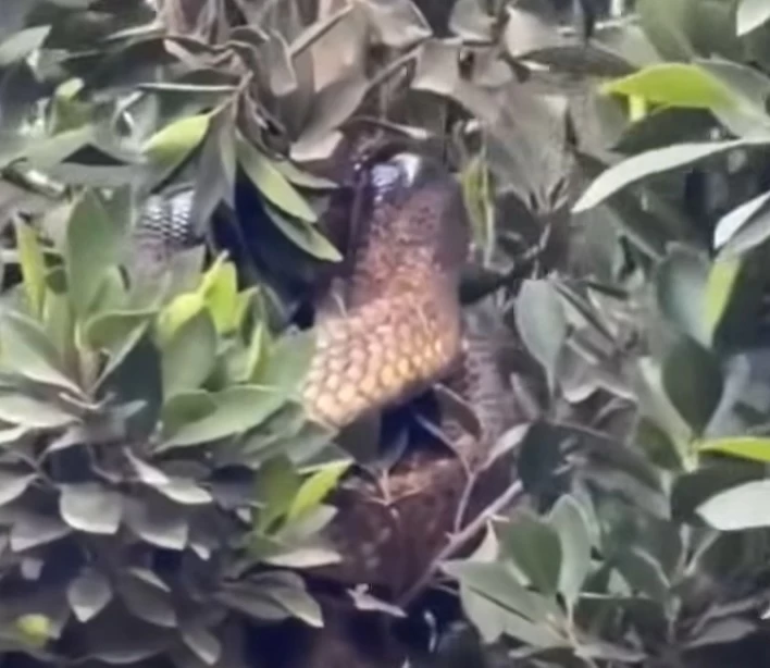 ظهور كوبرا ضخمة في قرية مصرية يثير الذعر