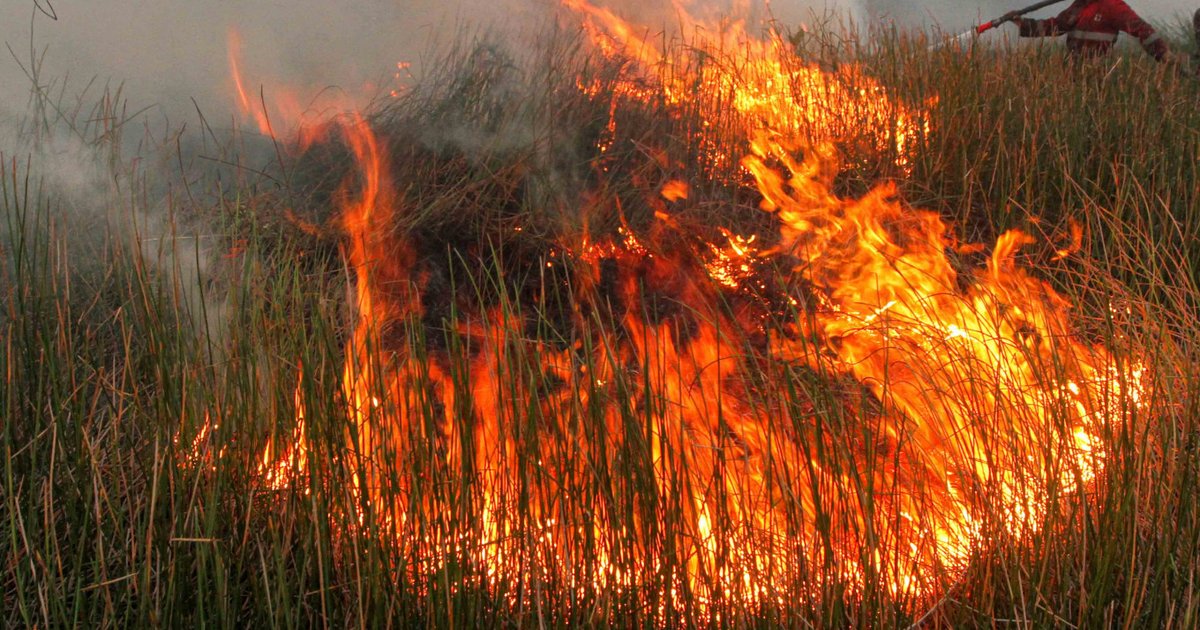 تحذيرات وزير الغابات الإندونيسي بشأن حرائق الغابات