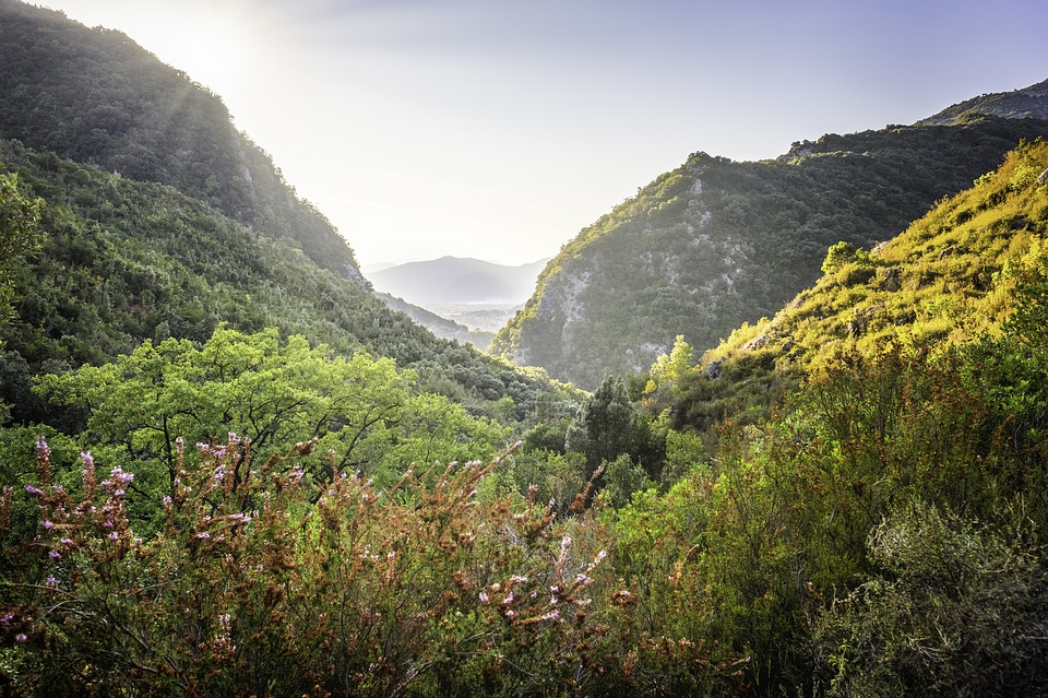 خطة لحماية غابات عجلون وتعزيز الجاهزية لمواجهة الحرائق