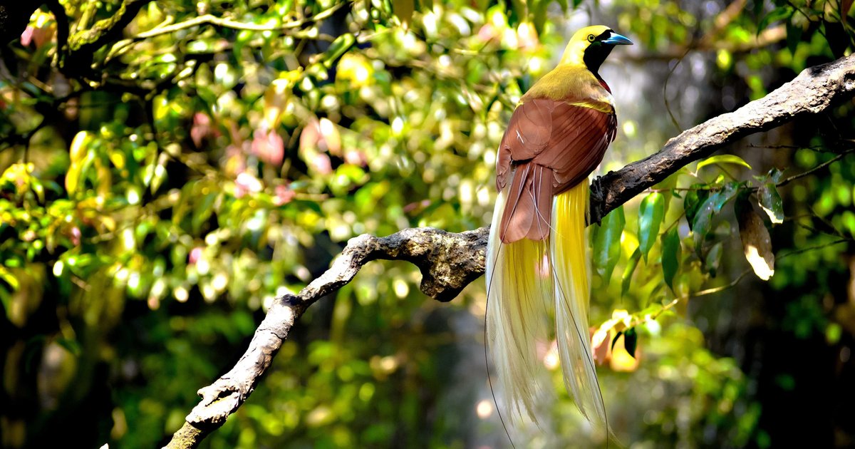 مهرجان كورا إيناسوا في مالوكو: تعزيز الثقافة الغذائية