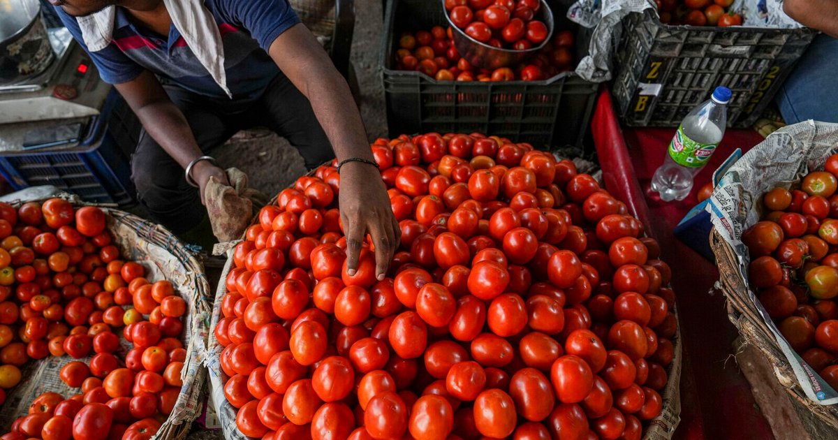 انخفاض أسعار الطماطم في مصر