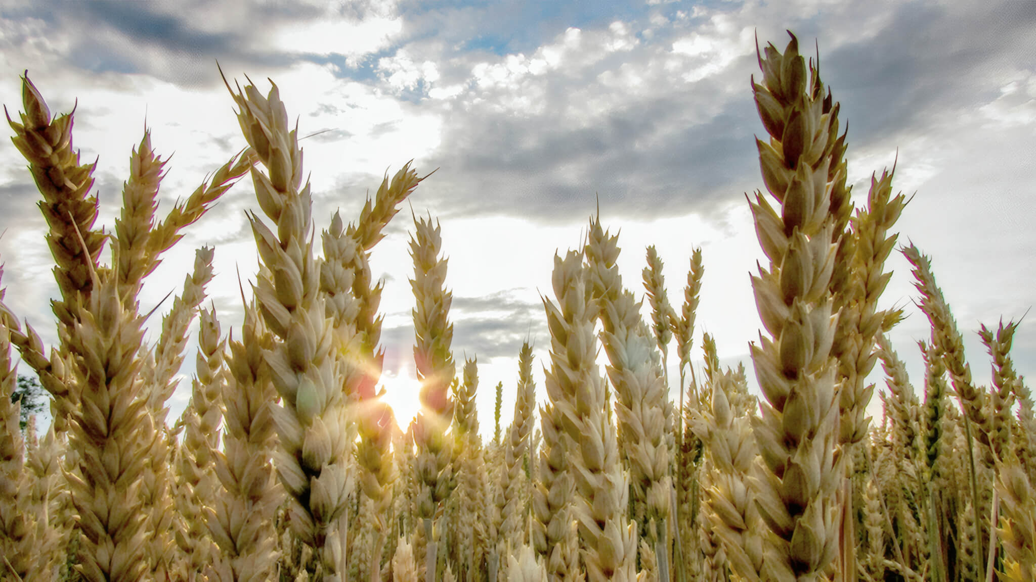 ارتفاع أسعار الحبوب وتأثيرها على الأمن الغذائي