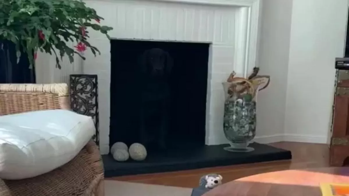 Find the Hidden Dog in 10 Seconds Challenge