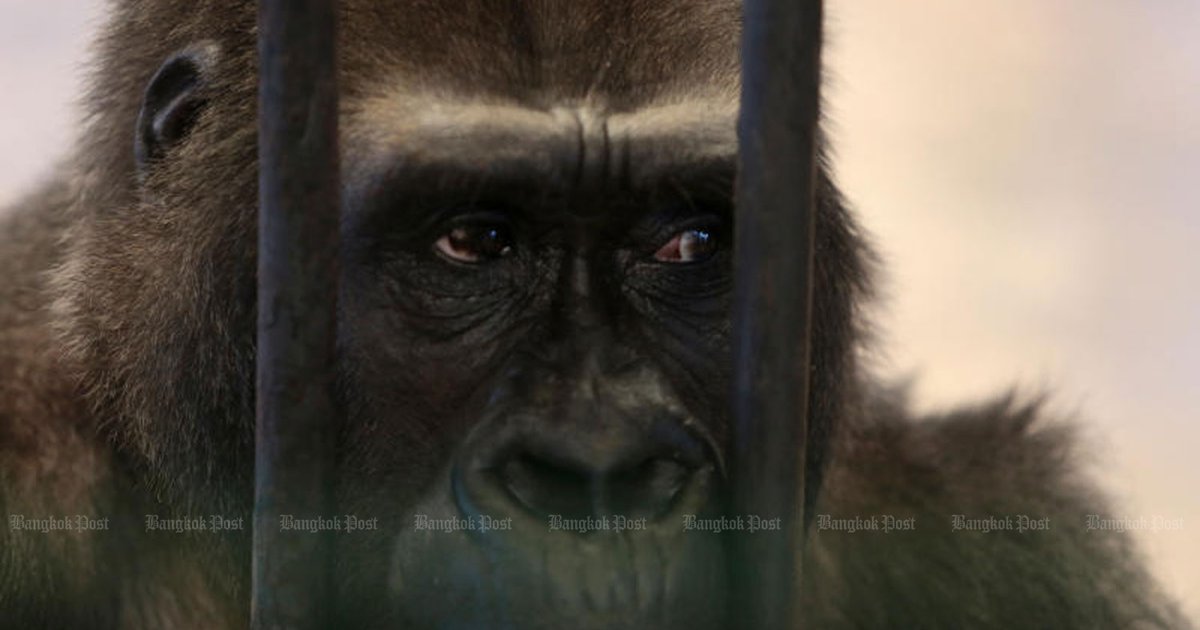 بوا نوى: غوريلا محبوسة في حديقة حيوانات بتايلاند
