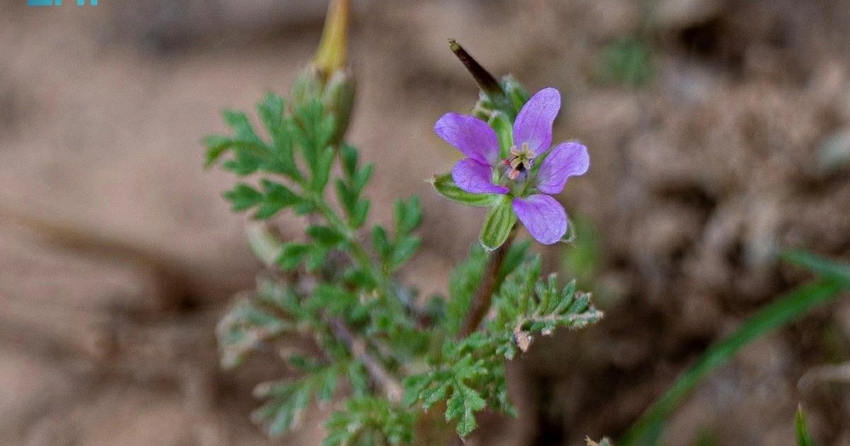 Renaissance de la plante bachtari dans les frontières nord
