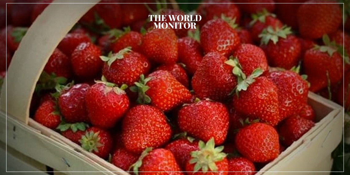 صادرات الفراولة المصرية بعد شائعات المواد المسرطنة
