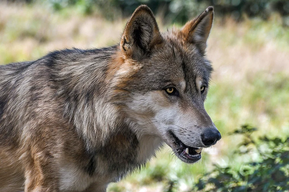 مذبحة الذئاب في إيطاليا وتأثيرها على الحياة البرية