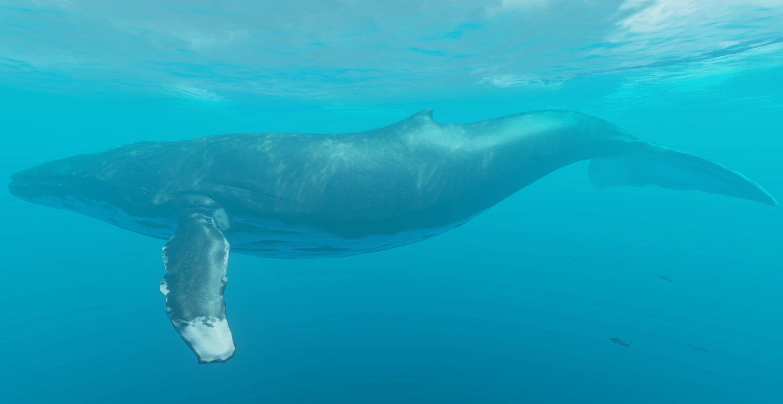 فشل إنقاذ الحوت الهامور في ألمانيا