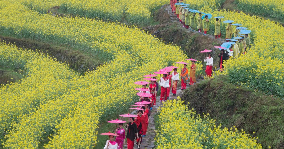 تفتح أزهار الربيع في الصين وتأثيرها على السياحة