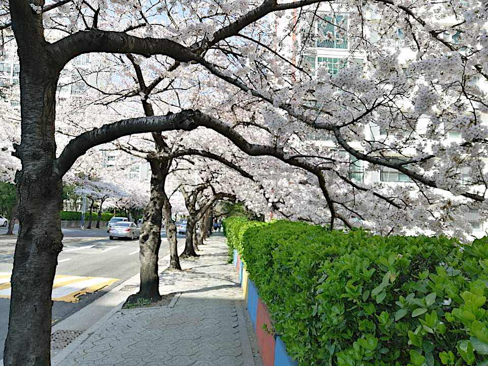 تفتح أزهار الكرز في بوسان: جمال الطبيعة في الربيع