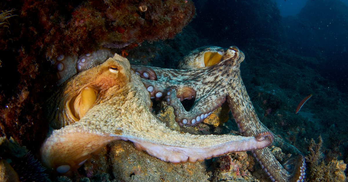 Neue Entdeckung über Oktopusverhalten und Umwelteinflüsse