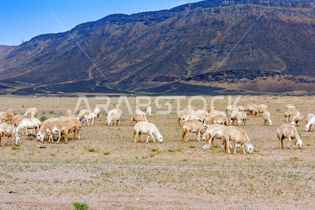 Verbesserung der Vegetation in den Weiden von Nawazir