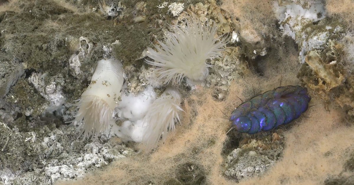 Entdeckung eines neuen Mikroorganismus, der Lebensgrenzen testet