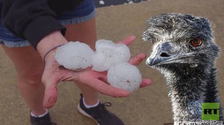 عاصفة برد في ميسوري تدمر حديقة حيوان وتقتل إيمو