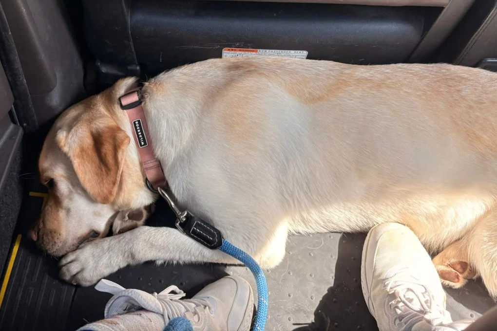 مطالبات بتغيير توزيع سم الفئران في هونغ كونغ لحماية الكلاب